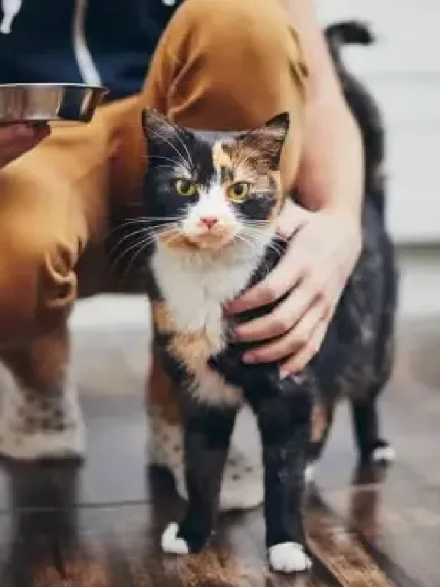 cat breeders near me